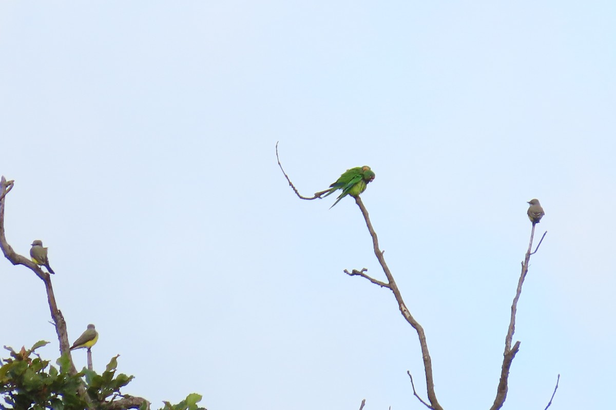 Orange-fronted Parakeet - ML646095746