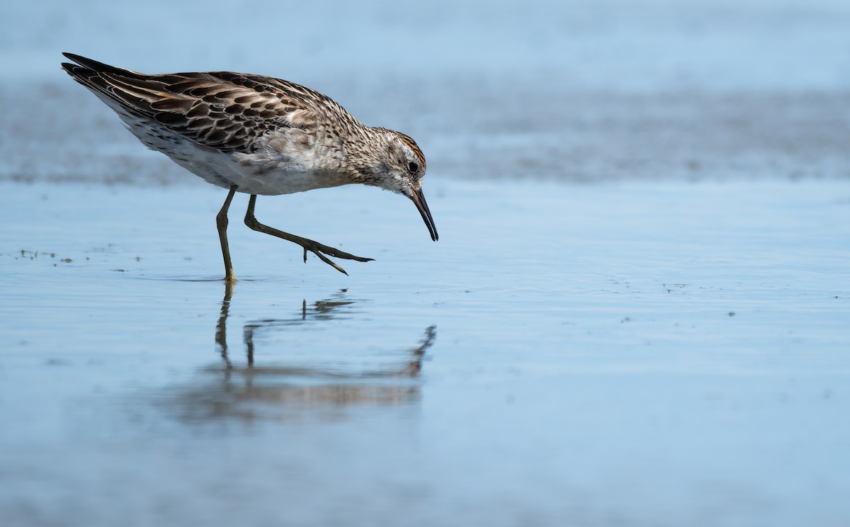 Sharp-tailed Sandpiper - ML646095747