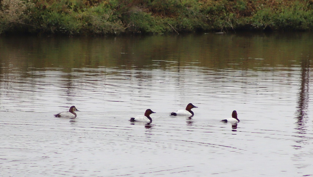 Canvasback - ML646095748