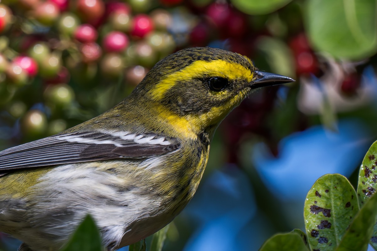 Townsend's Warbler - ML646095749