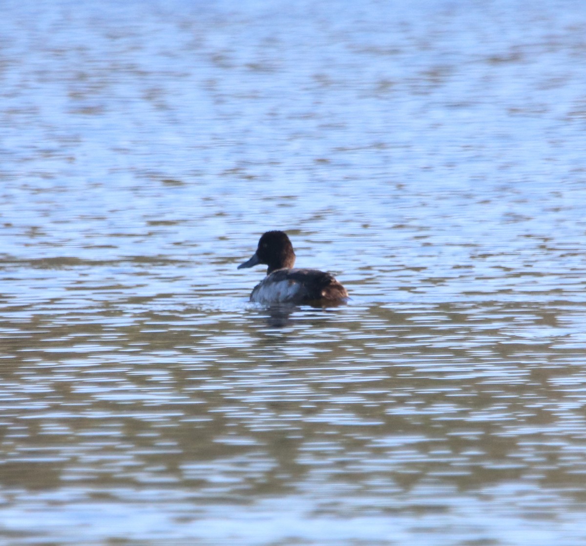 Greater/Lesser Scaup - ML646095750