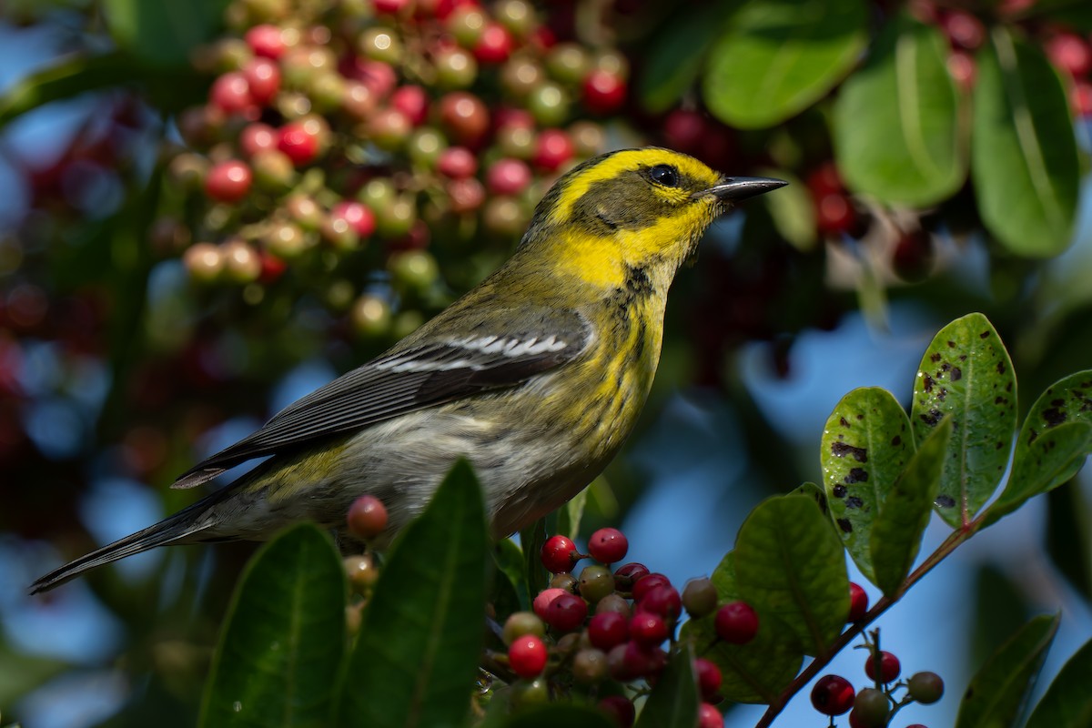 Townsend's Warbler - ML646095751