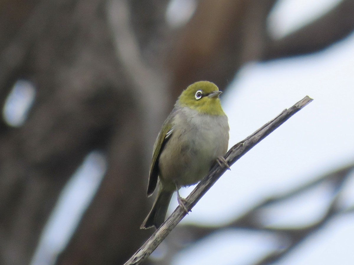 Silvereye - ML646095752