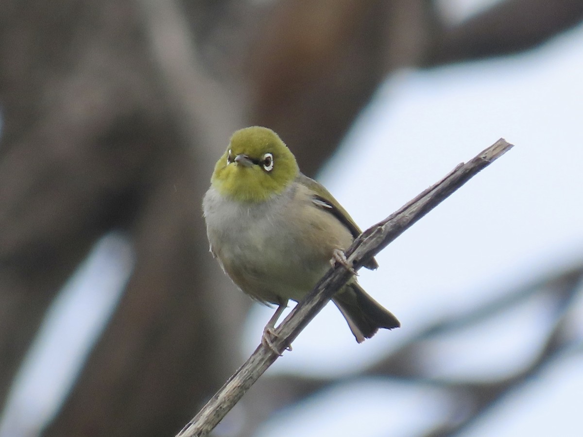 Silvereye - ML646095753