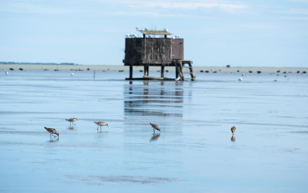Sharp-tailed Sandpiper - ML646095755