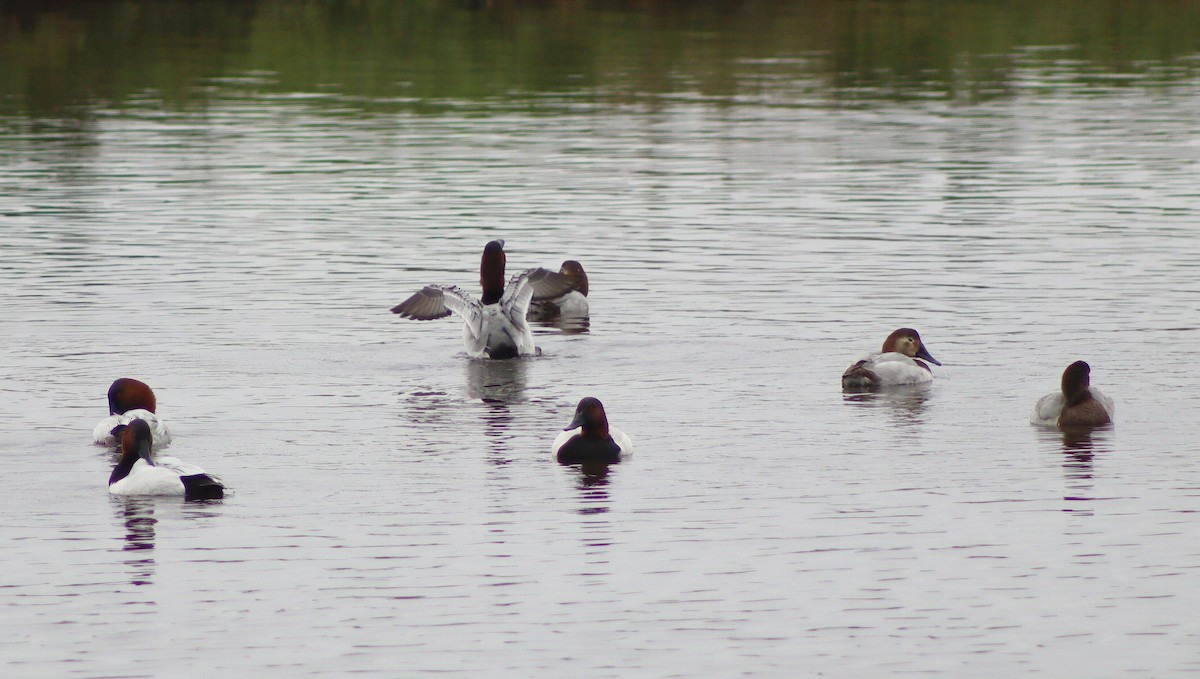 Canvasback - ML646095756