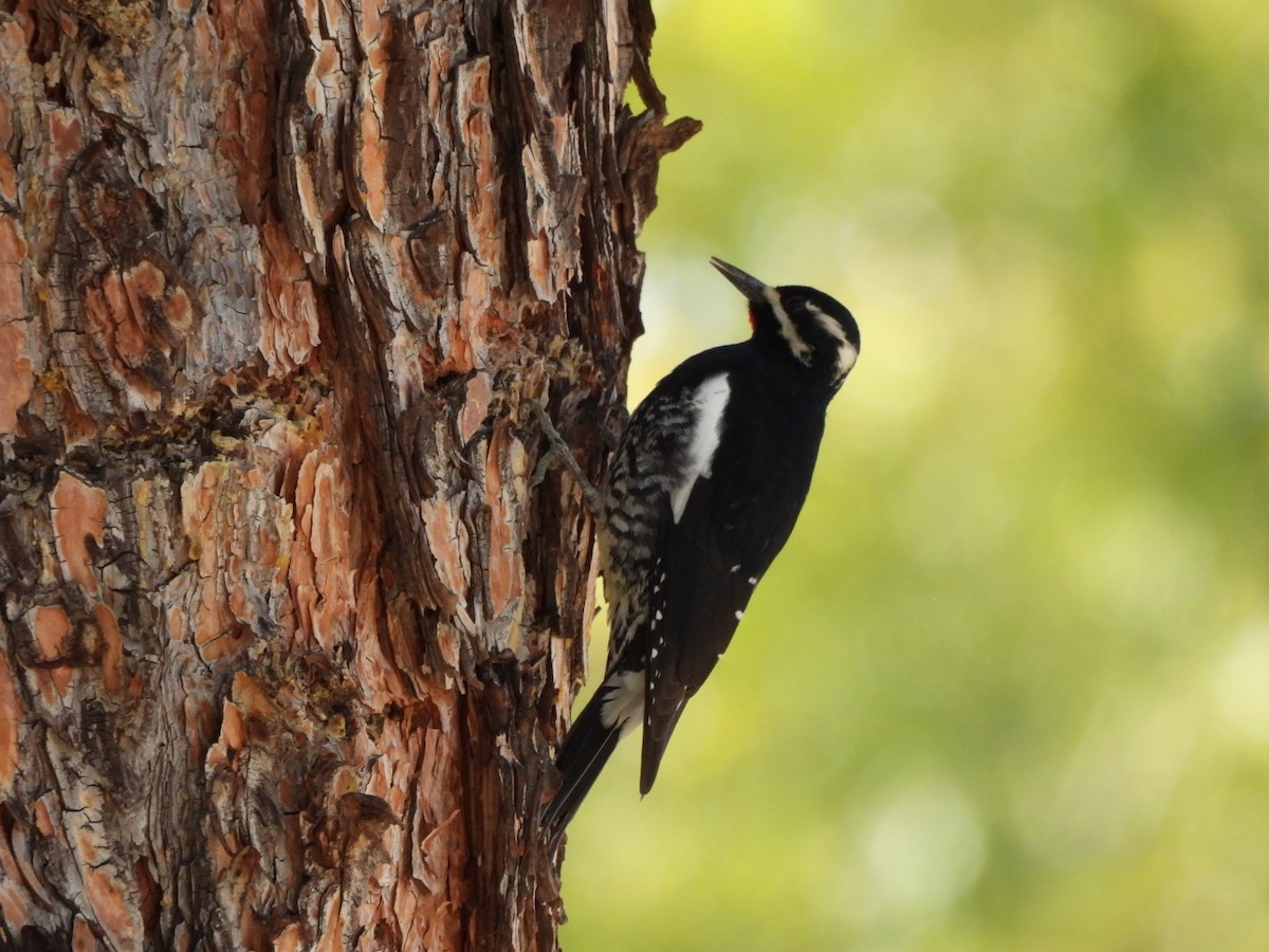 Williamson's Sapsucker - ML646095757