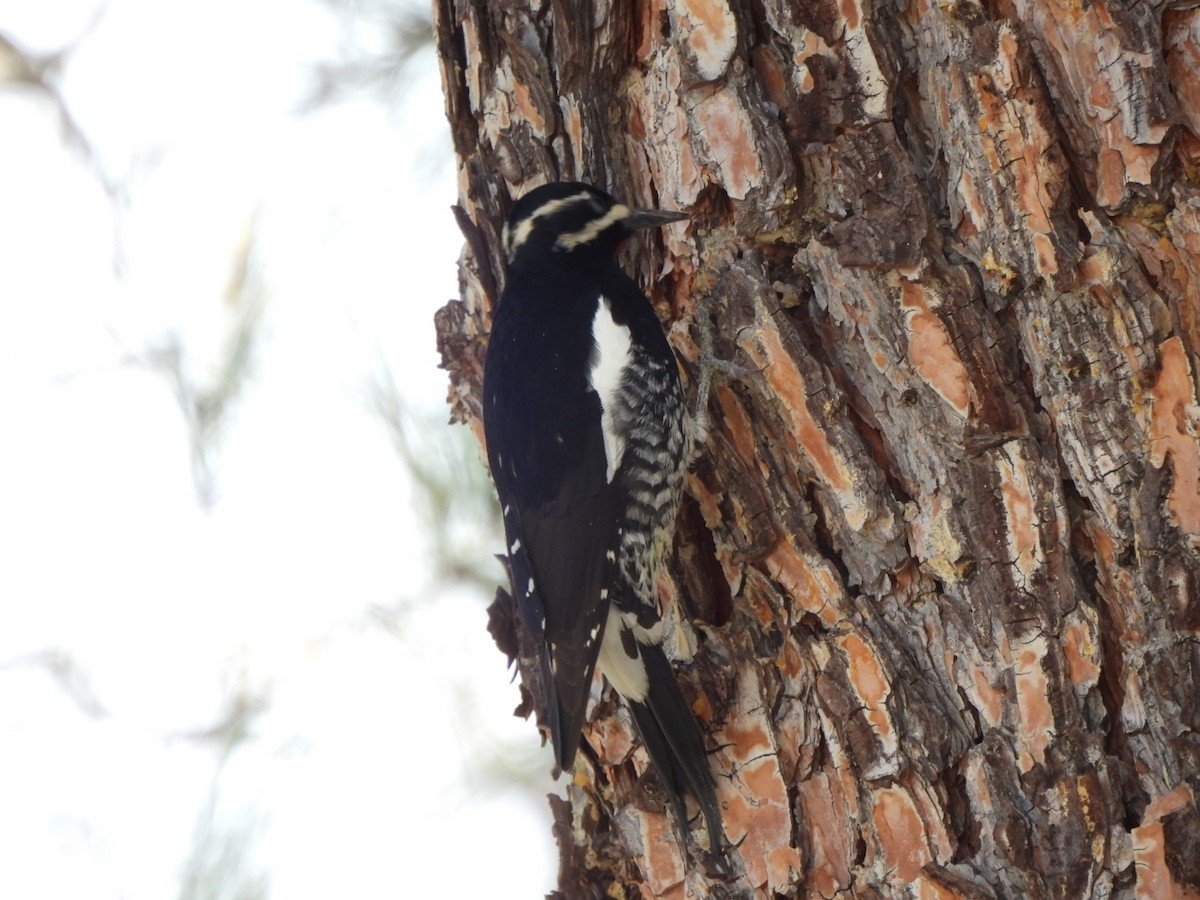 Williamson's Sapsucker - ML646095758