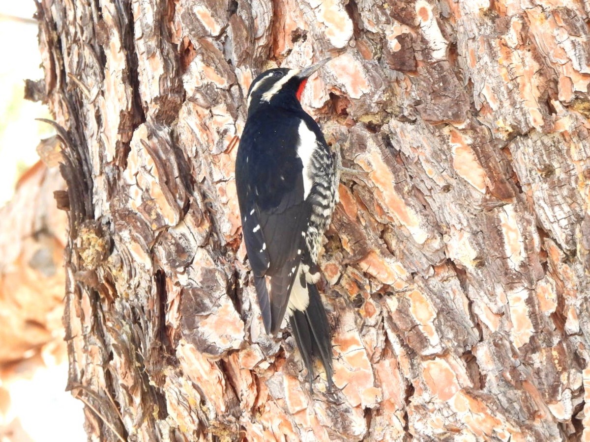 Williamson's Sapsucker - ML646095759