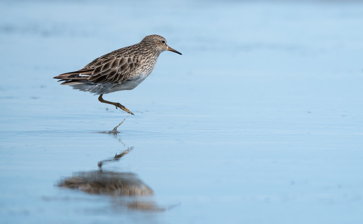 Pectoral Sandpiper - ML646095760