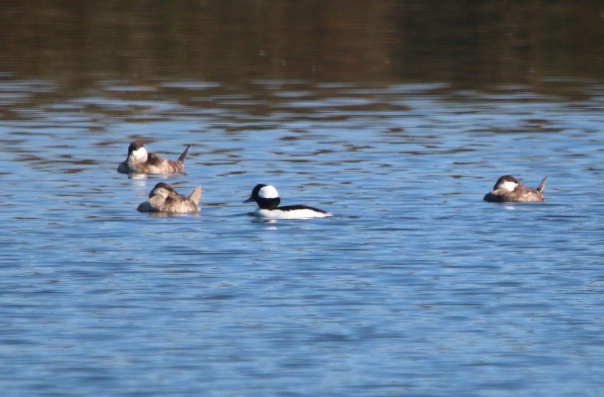 Bufflehead - ML646095761