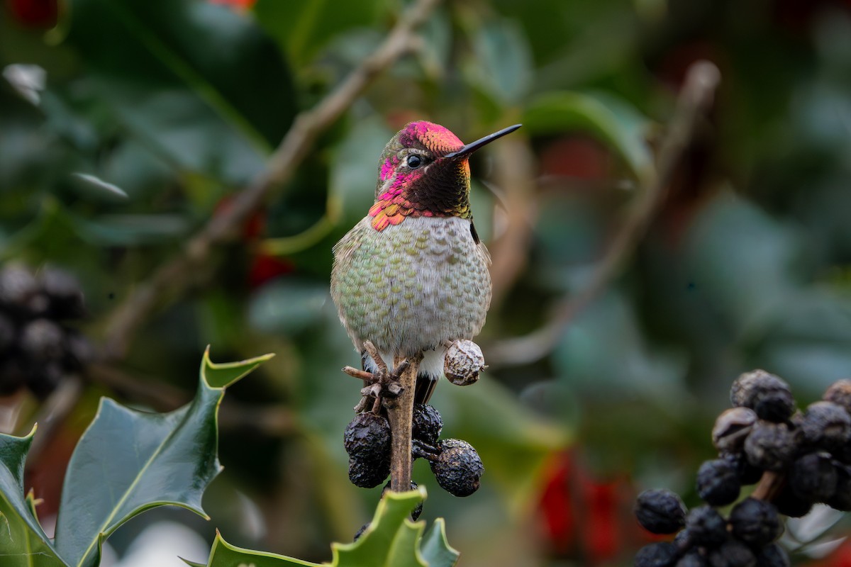 Anna's Hummingbird - ML646095762