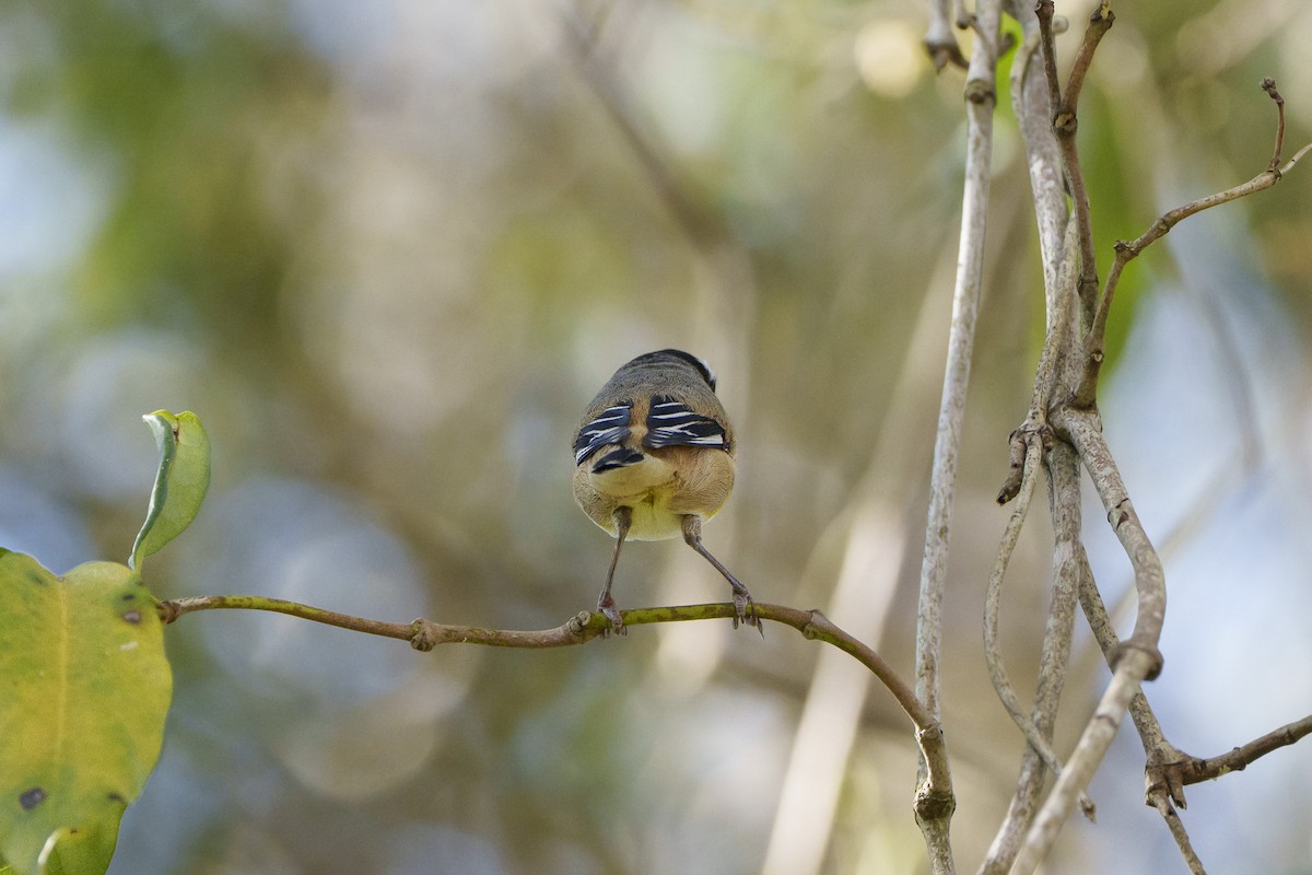Striated Pardalote - ML646095764