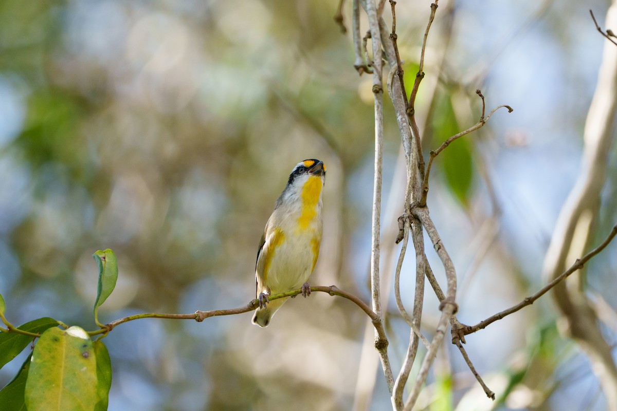 Striated Pardalote - ML646095765