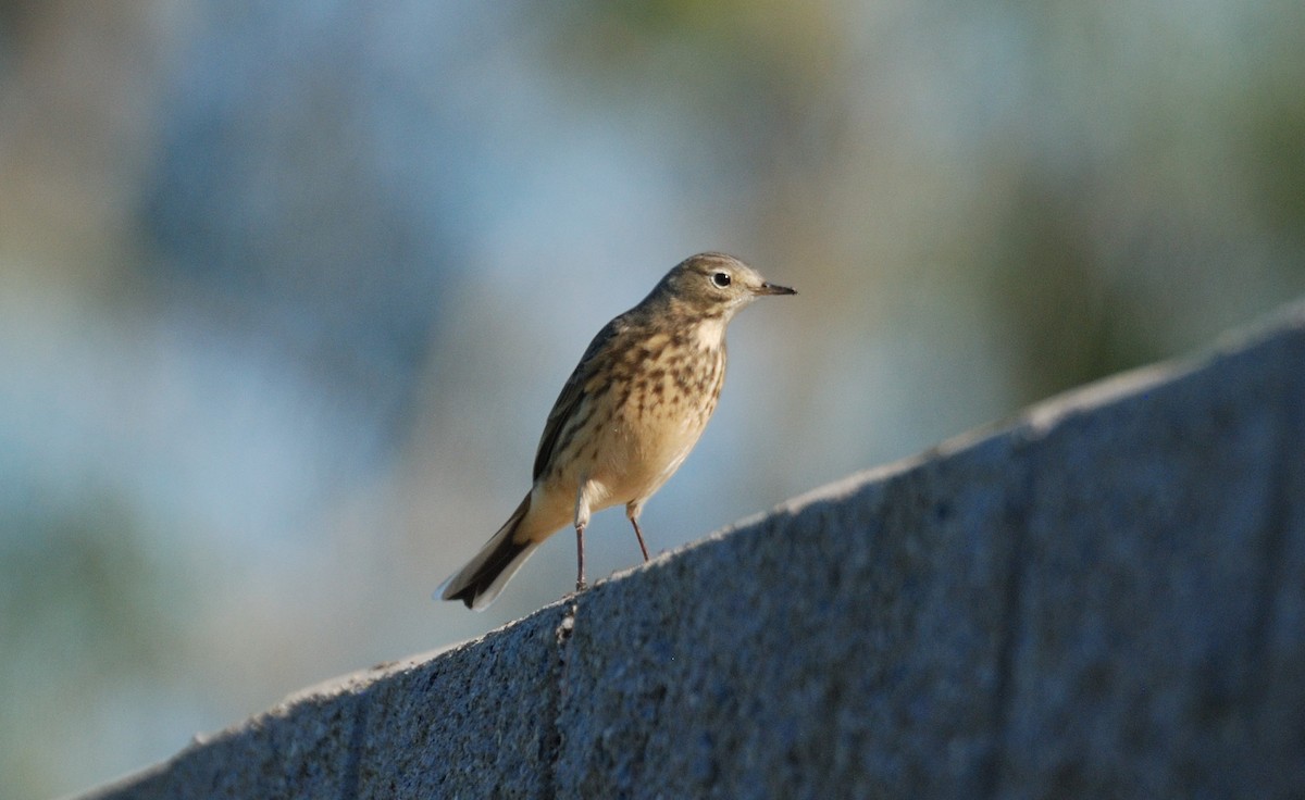 American Pipit - ML646095766