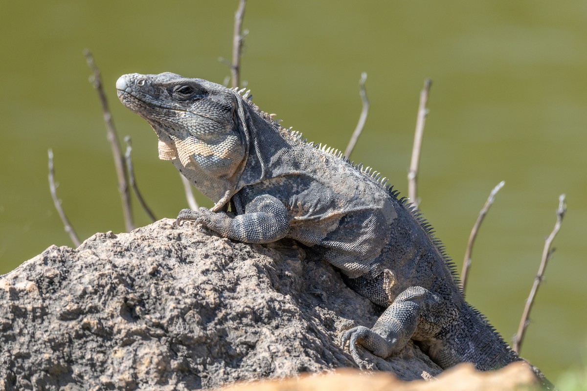 Animals - ML646095768