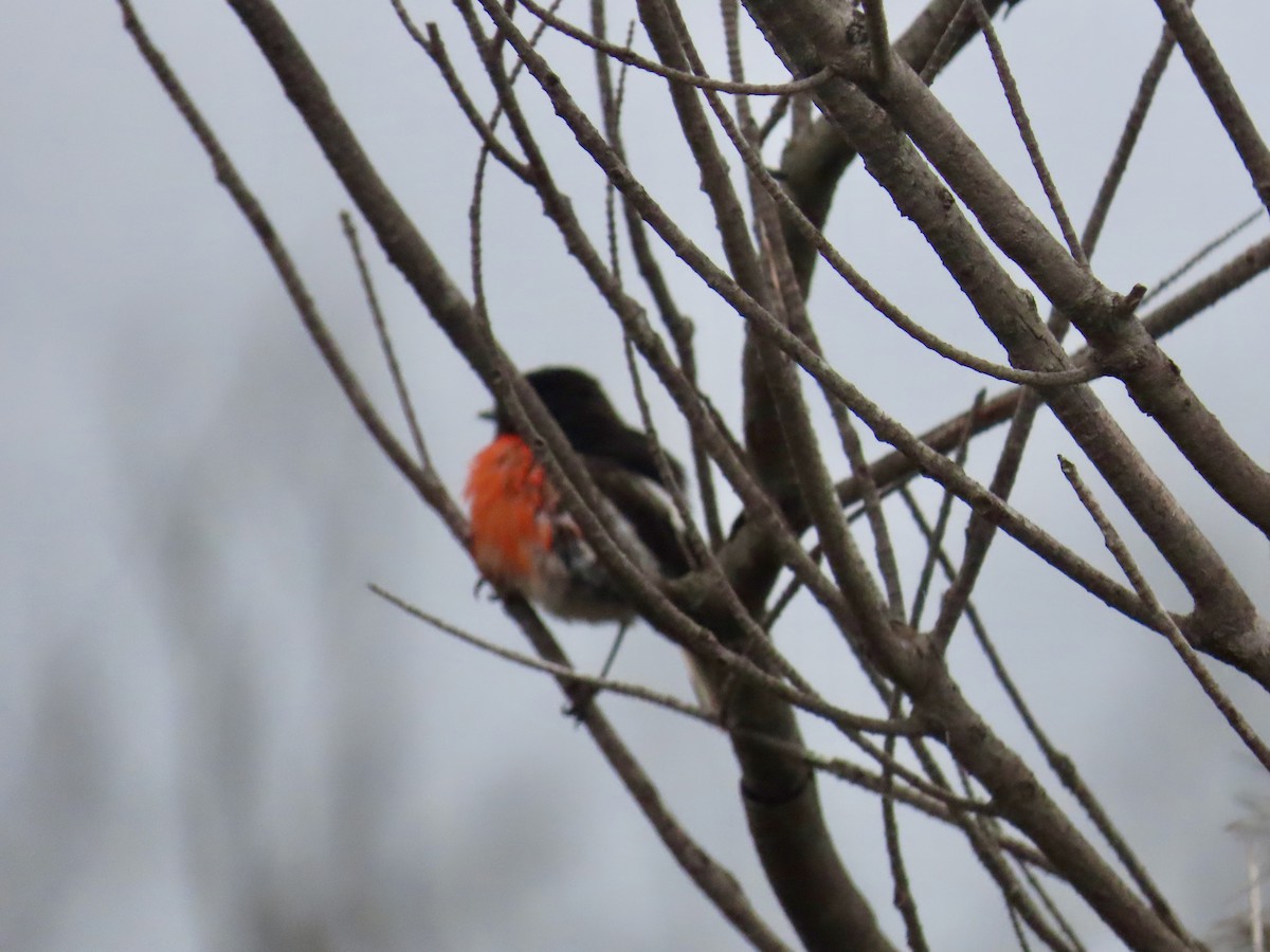 Scarlet Robin - ML646095769