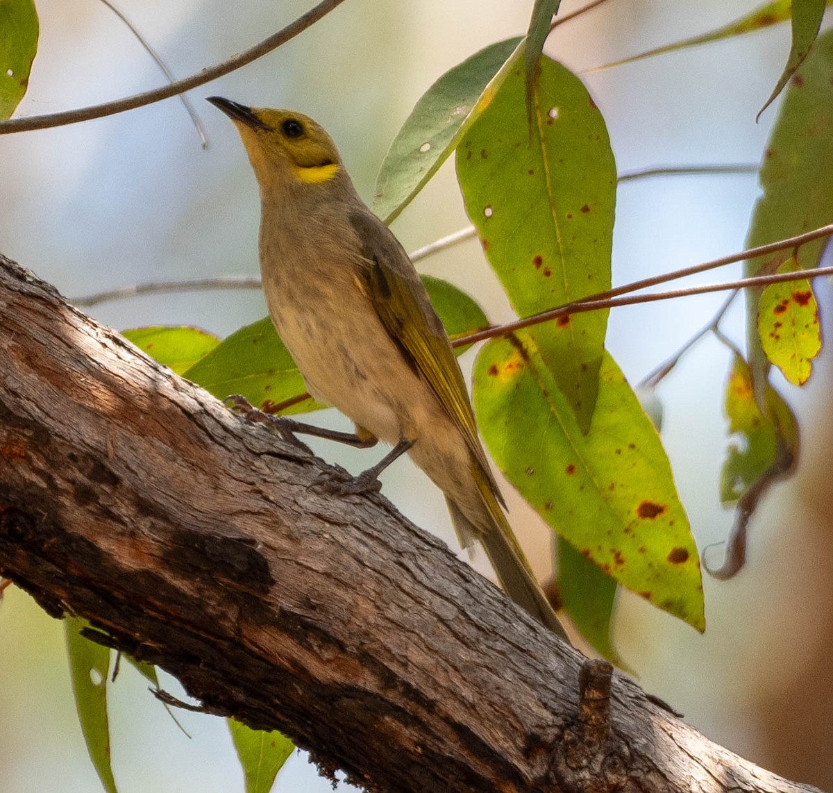 Fuscous Honeyeater - ML646095770