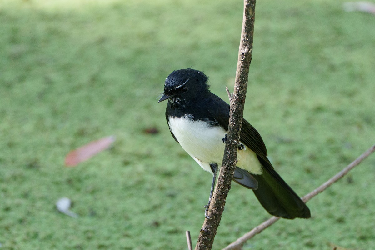 Willie-wagtail - ML646095771