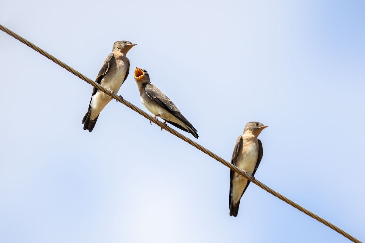 Southern Rough-winged Swallow - ML646095772