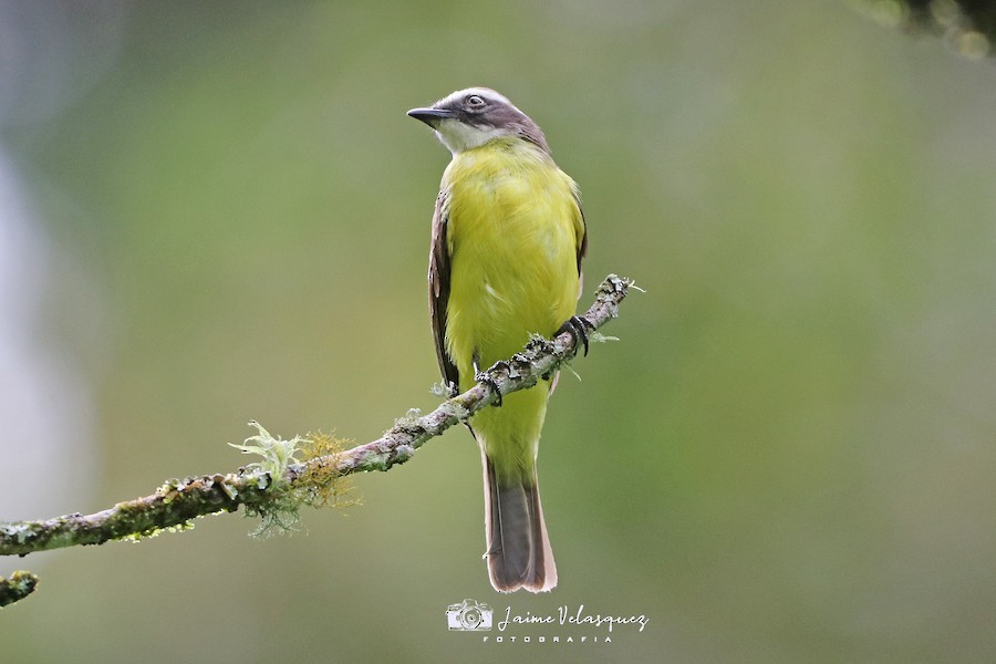 Gray-capped Flycatcher - ML646095773