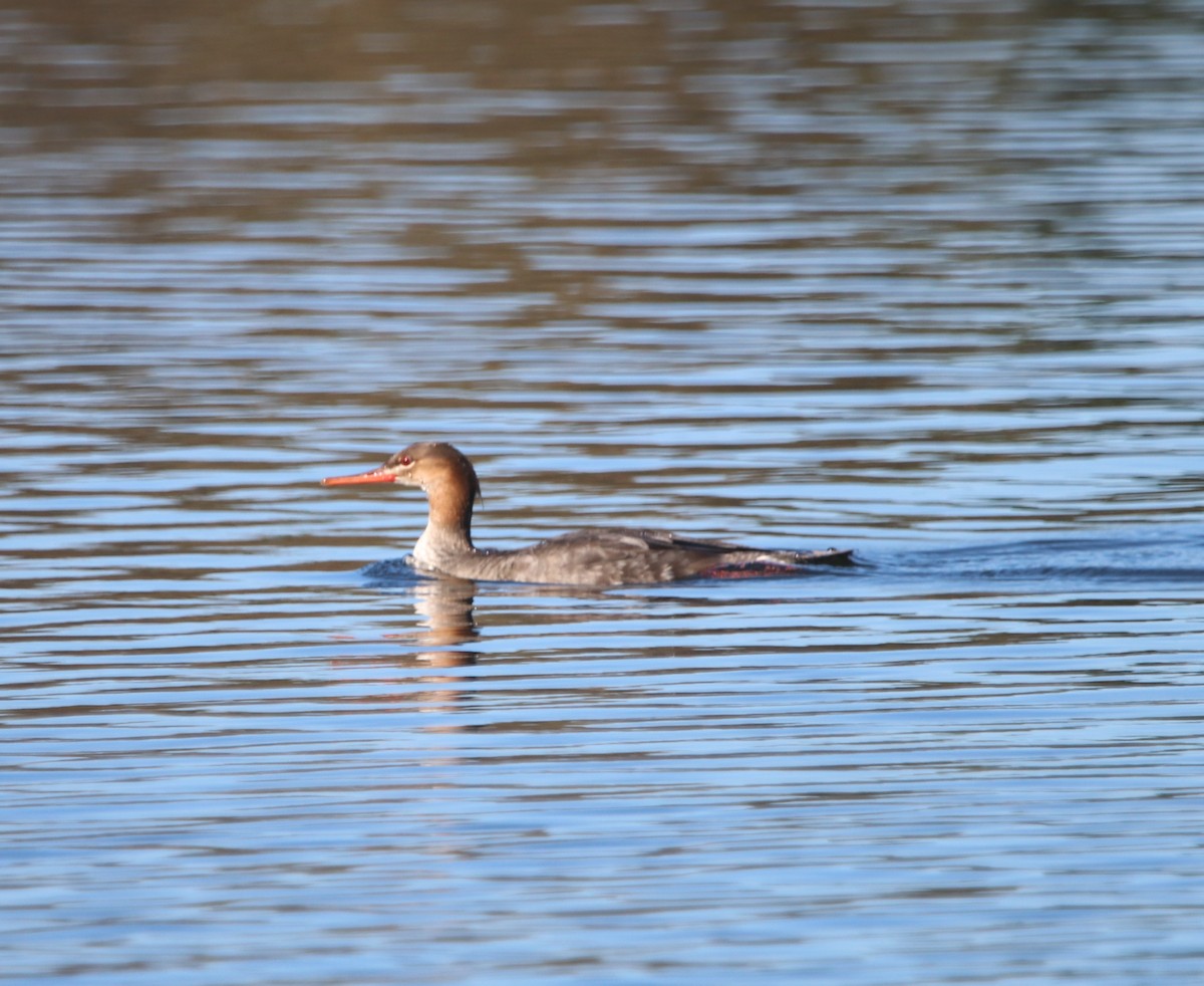 Red-breasted Merganser - ML646095774