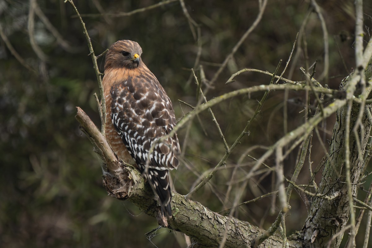Red-shouldered Hawk - ML646095775