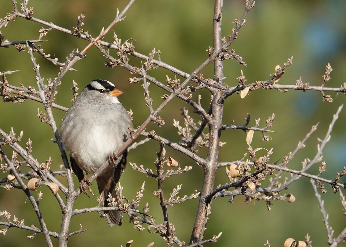 White-crowned Sparrow - ML646095776