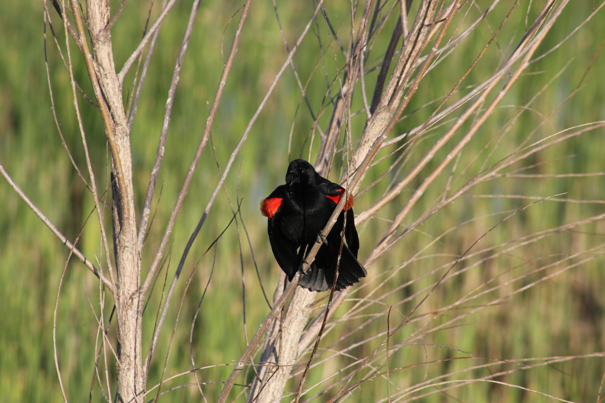 Red-winged Blackbird - ML646095779