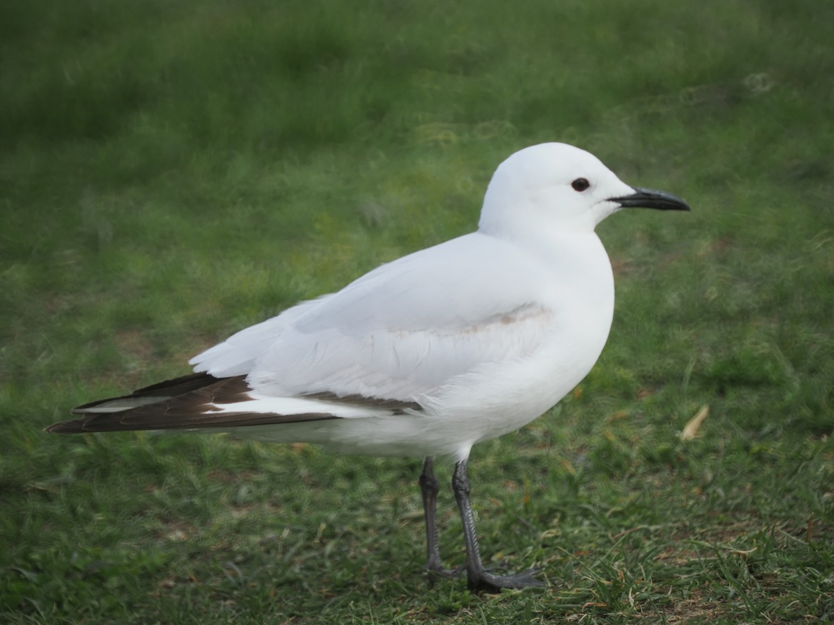 racek černozobý - ML646095798