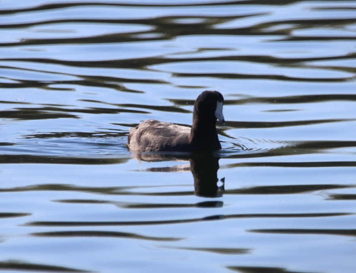 אגמית אמריקנית - ML646095799