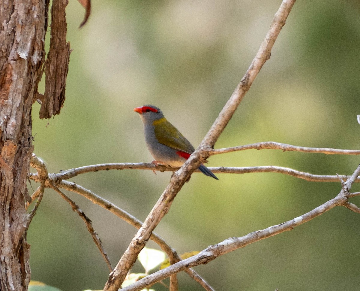 Al Kaşlı Belikınalı - ML646095800