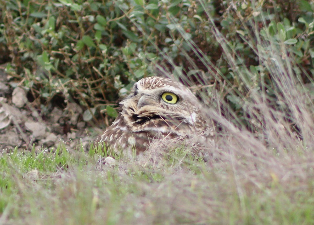 sýček králičí - ML646095825