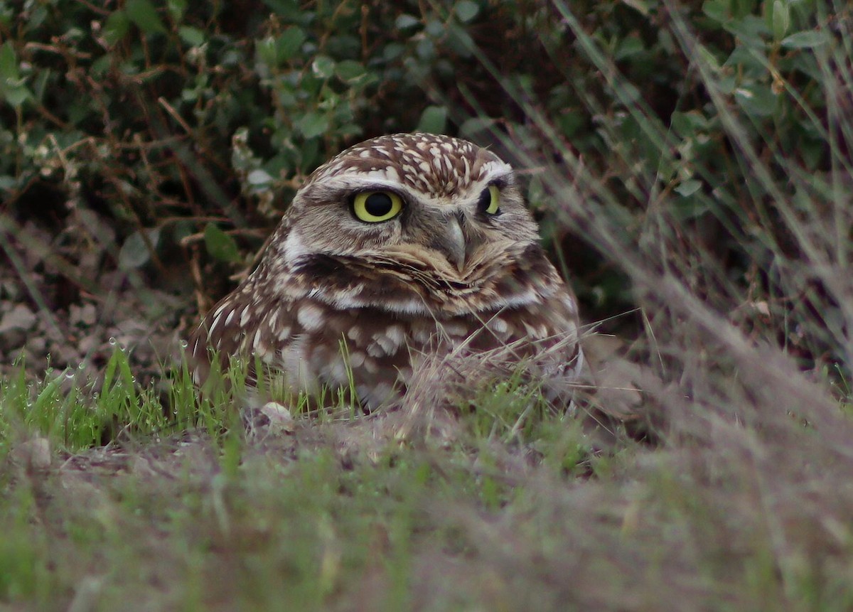 sýček králičí - ML646095826