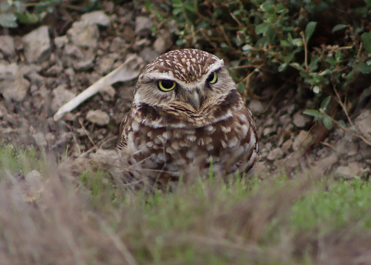 sýček králičí - ML646095830