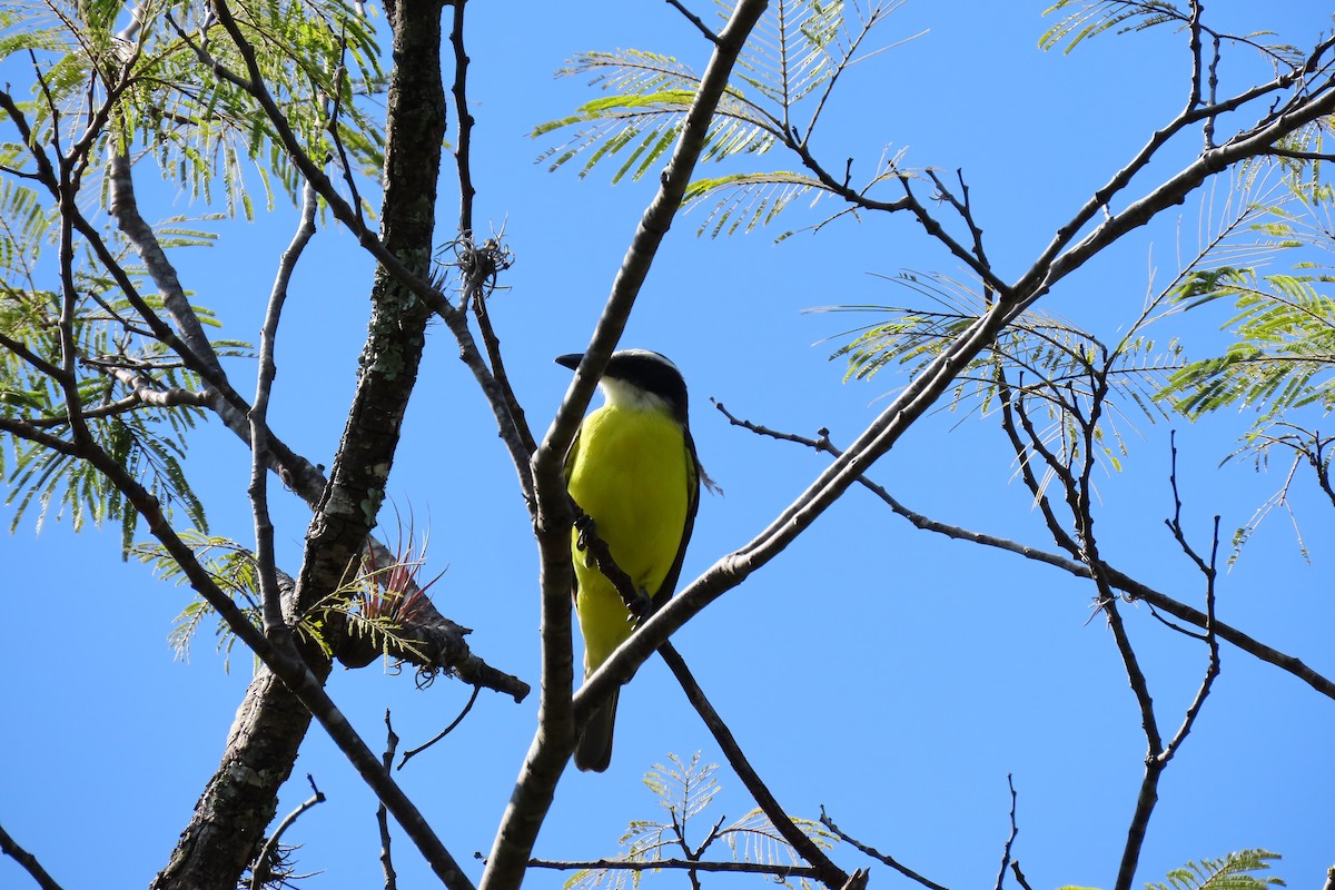 Пітанга-великодзьоб - ML646095832