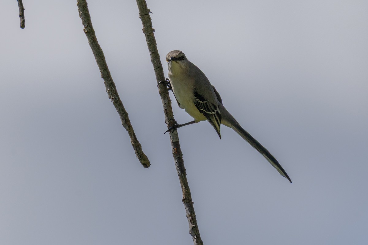 Tropikal Taklitçi - ML646095836