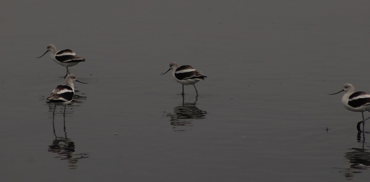 tenkozobec americký - ML646095846