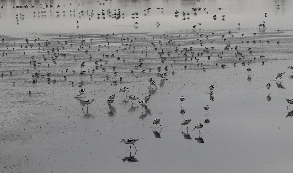 tenkozobec americký - ML646095850