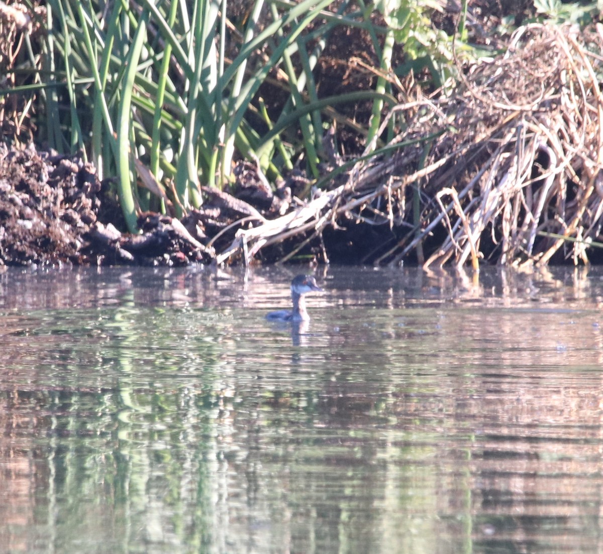 Grèbe à cou noir - ML646095853