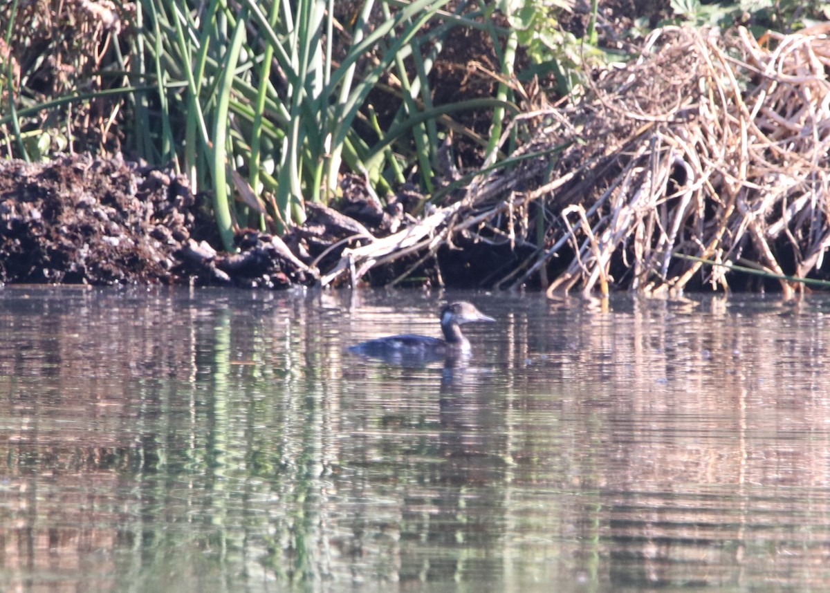 Grèbe à cou noir - ML646095854