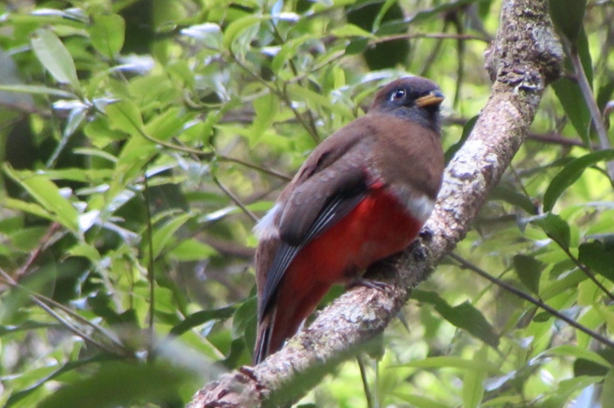 Collared Trogon - ML646095857