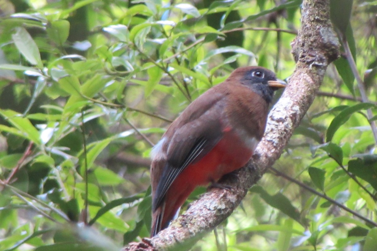Collared Trogon - ML646095858