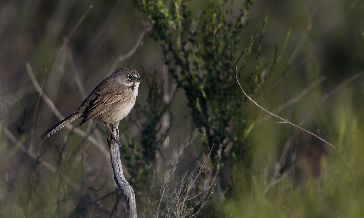 Bell's Sparrow - ML646095861