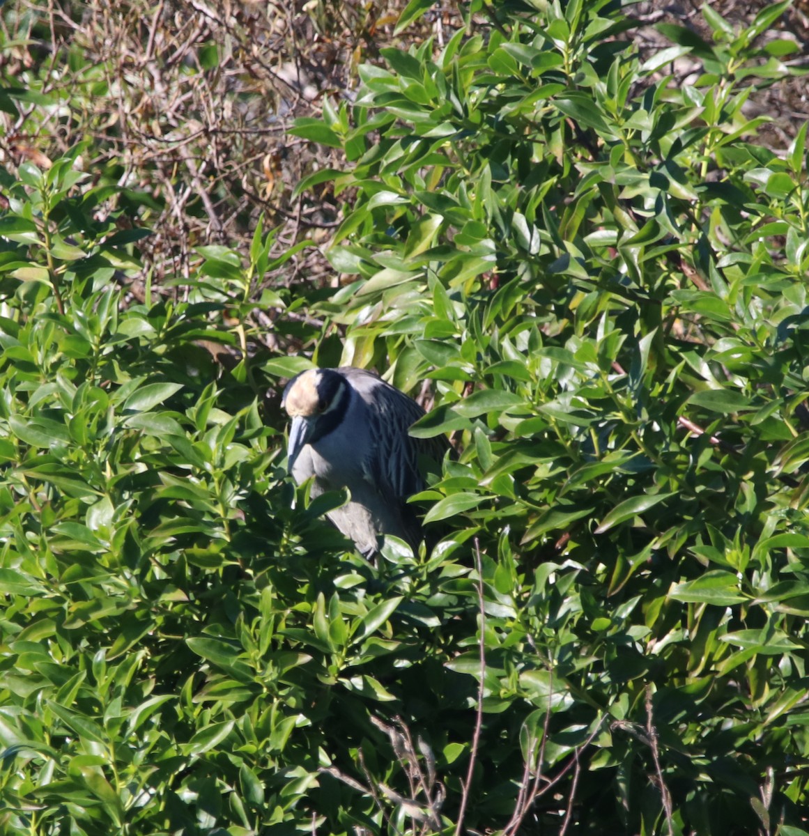 אנפת לילה צהובת-כיפה - ML646095863