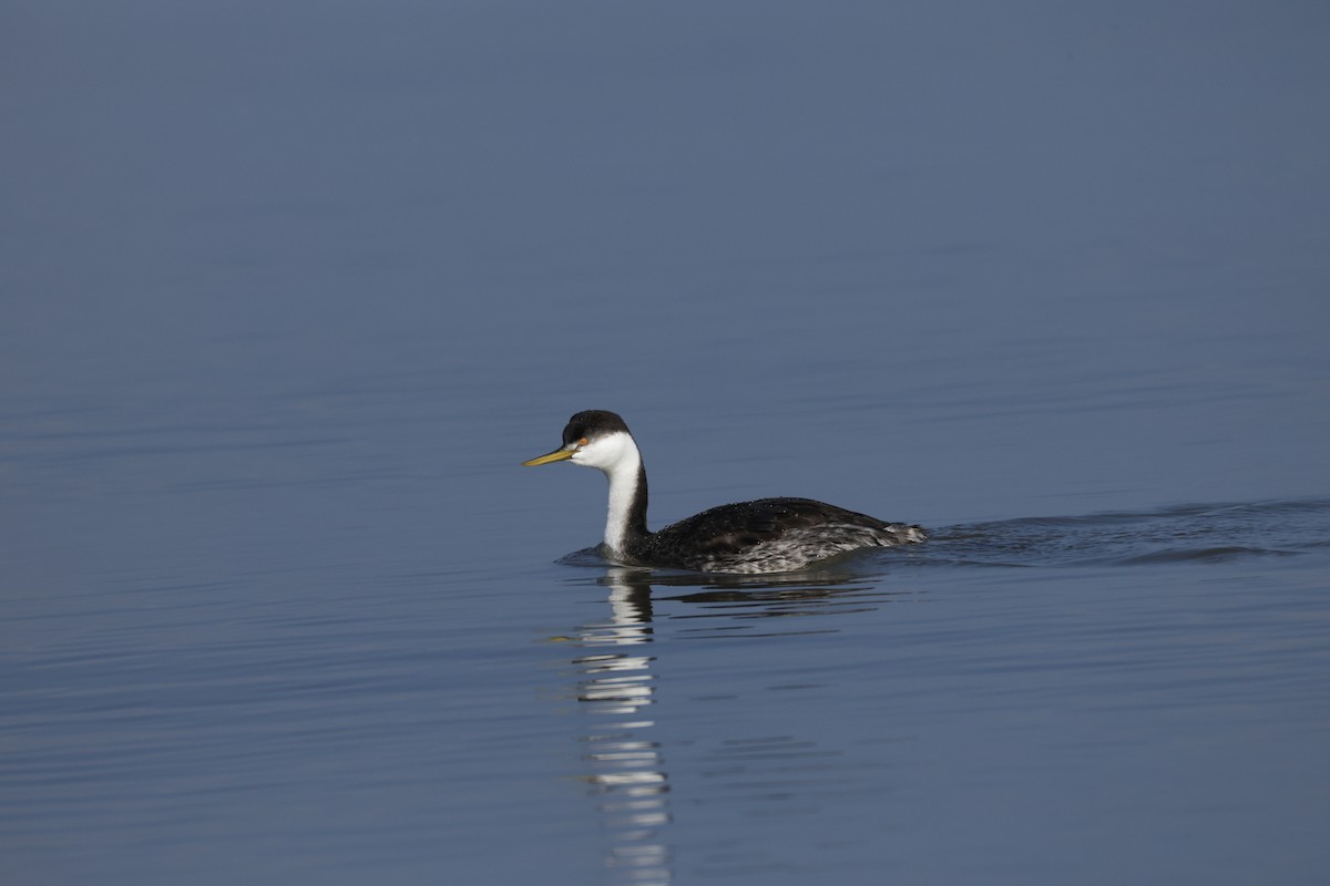 Western Grebe - ML646095866