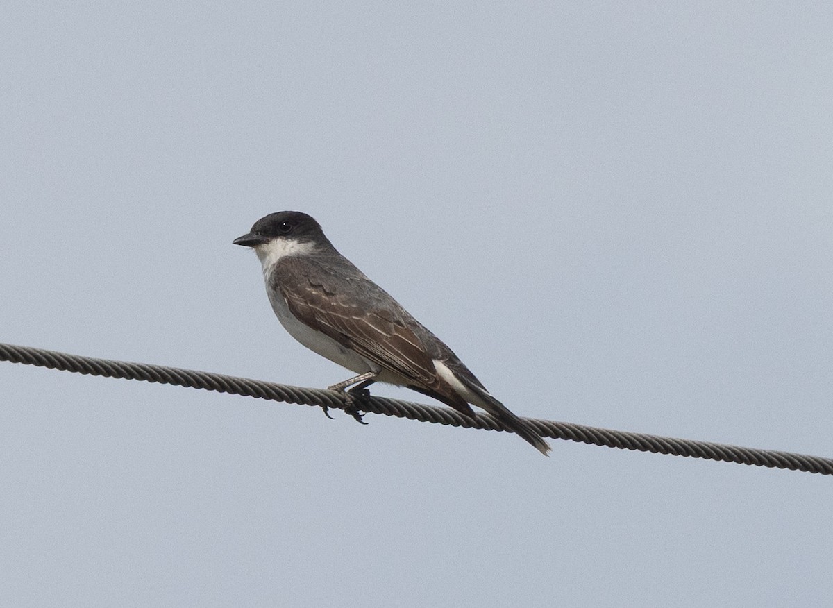 Tirano Oriental - ML646095868