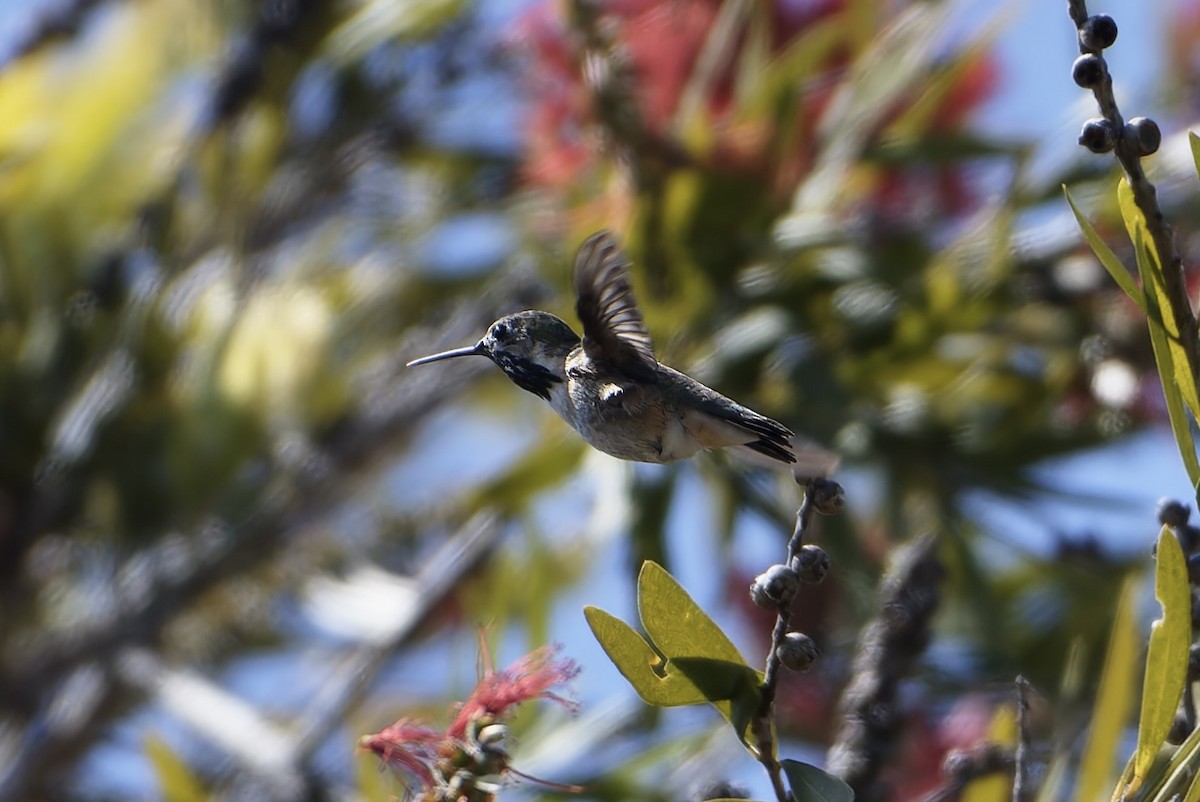Calliope Hummingbird - ML646095870