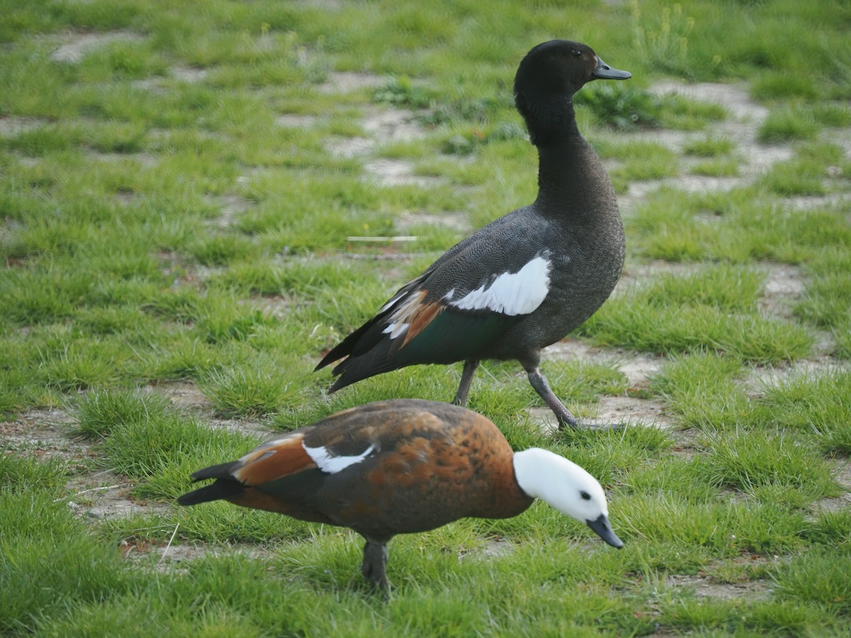 husice rajská - ML646095871