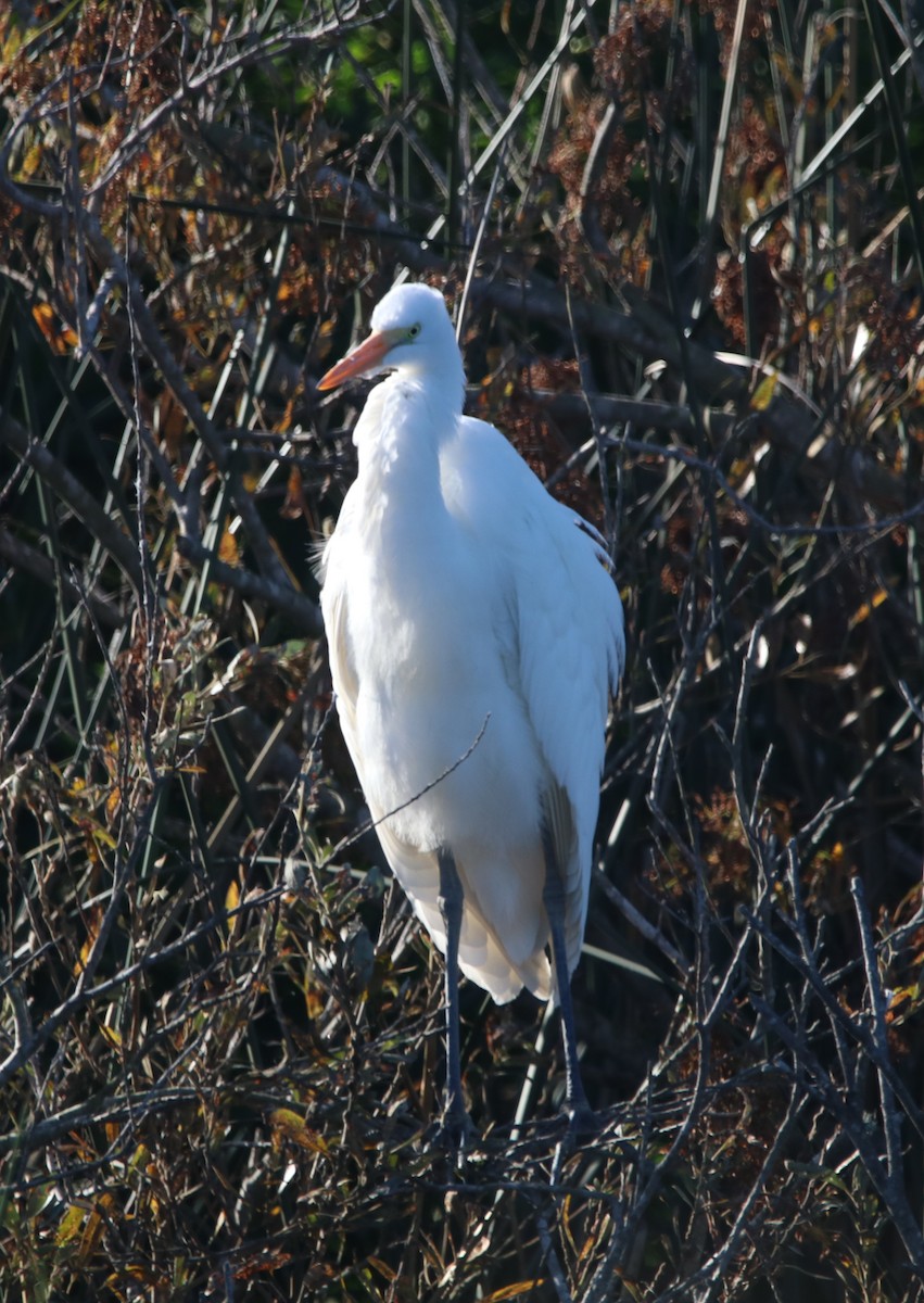 Airone bianco maggiore - ML646095874